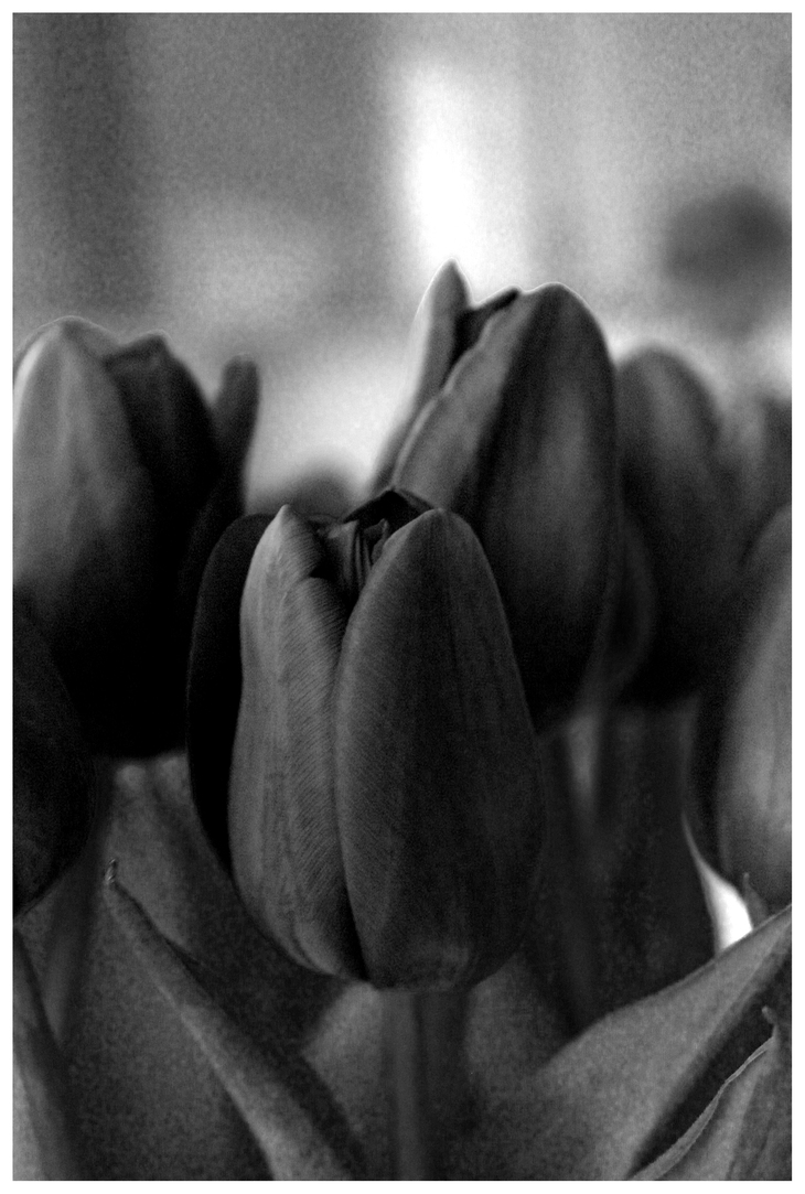 Image-normal