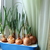 Image-square_50