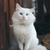 Image-square_50