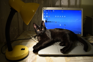 Image-preview_300x200