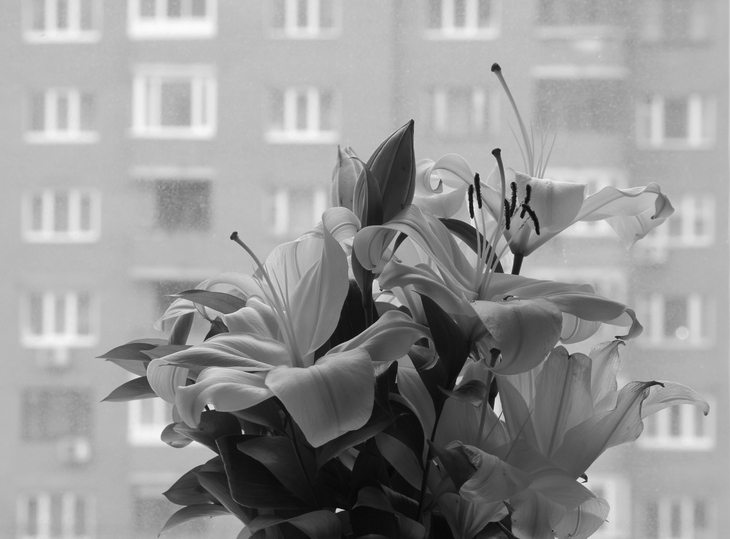 Image-normal