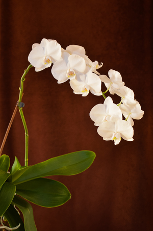 Image-preview_300x200