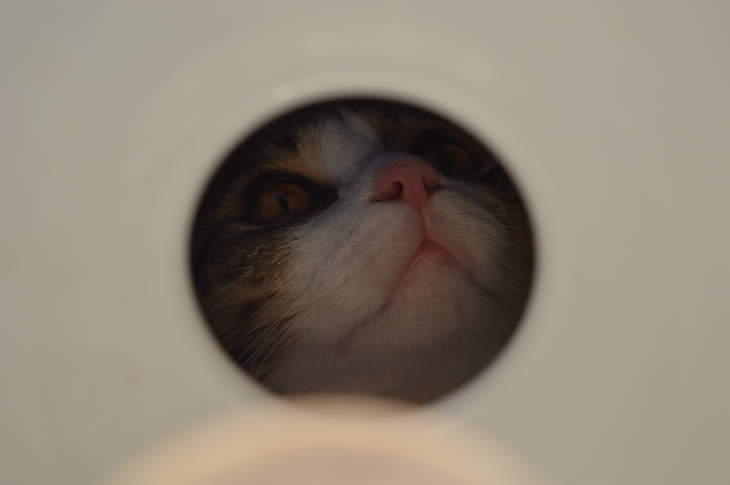 Image-normal