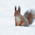 Image-square_50