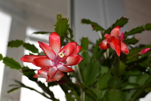 Image-preview_300x200