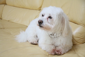 Image-preview_300x200