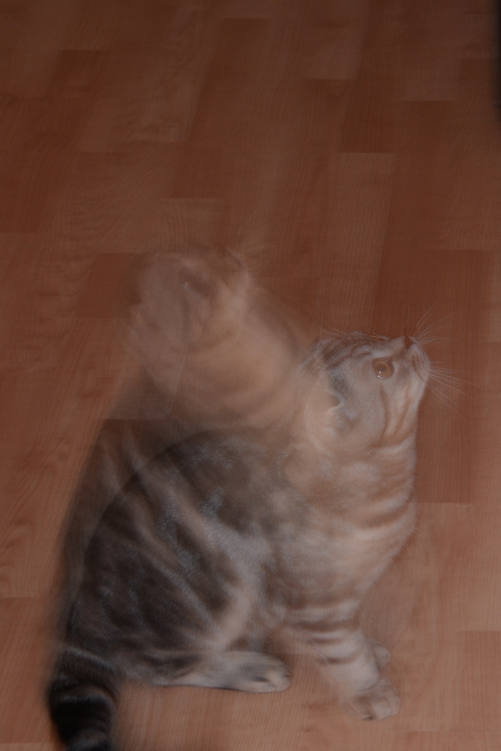 Image-normal