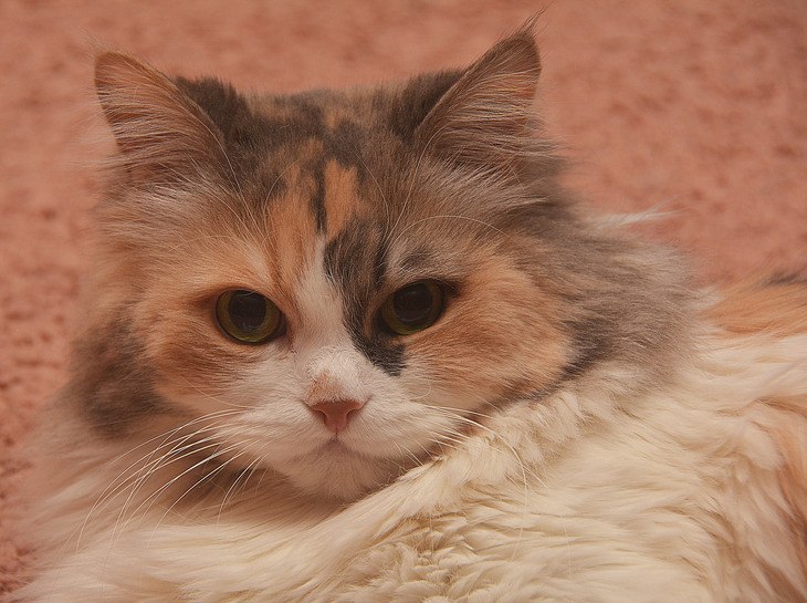 Image-normal