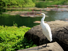 Image-rectangle_220_165