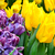 Image-square_50