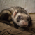 Image-square_50