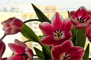 Image-preview_300x200