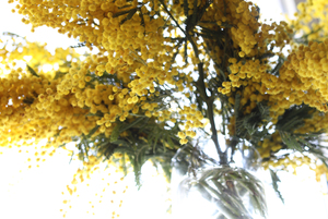Image-preview_300x200