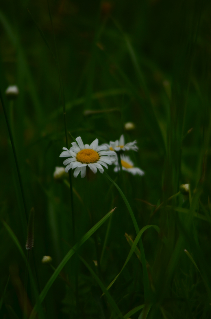 Image-normal