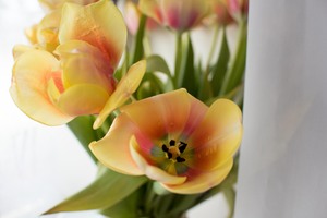 Image-preview_300x200