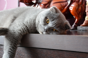 Image-preview_300x200