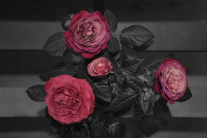 Image-preview_300x200