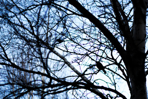 Image-preview_300x200