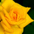 Image-square_50