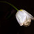 Image-square_50