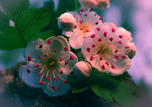 Image-preview_300x200