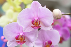 Image-preview_300x200