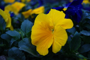 Image-preview_300x200