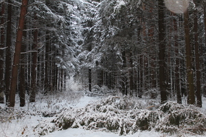Image-preview_300x200