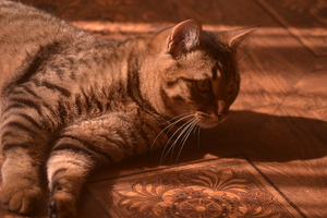 Image-preview_300x200