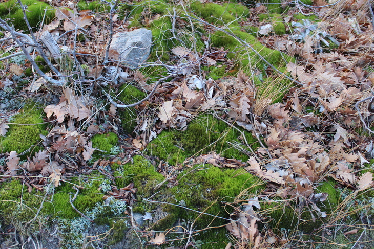 Image-normal