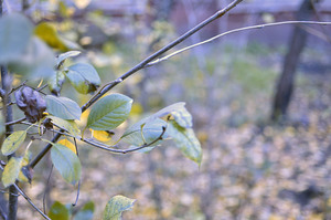Image-preview_300x200