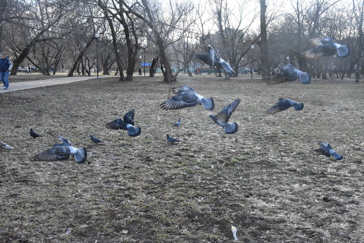 Image-normal