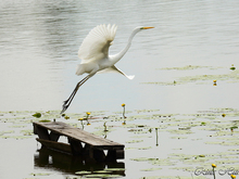 Image-rectangle_220_165