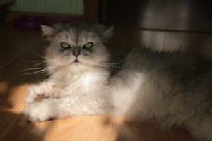 Image-preview_300x200