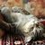 Image-square_50