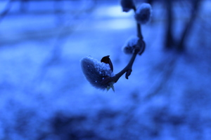 Image-preview_300x200