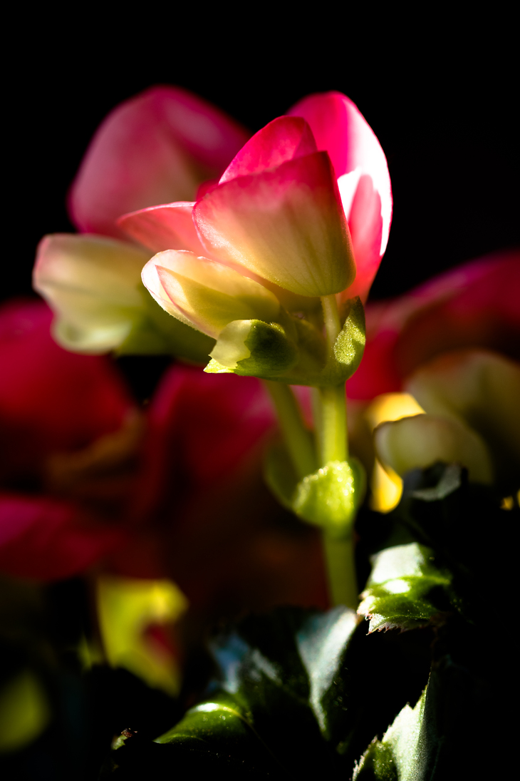 Image-normal