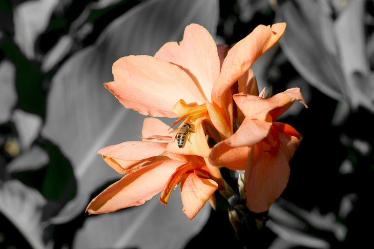 Image-normal