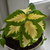 Image-square_50