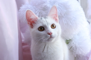 Image-preview_300x200