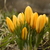 Image-square_50