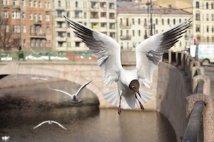 Image-preview_300x200