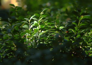 Image-preview_300x200
