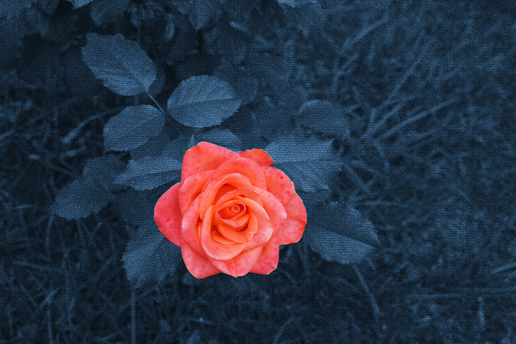 Image-normal