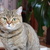 Image-square_50