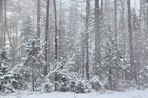 Image-preview_300x200