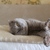 Image-square_50