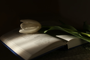 Image-preview_300x200
