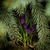 Image-square_50