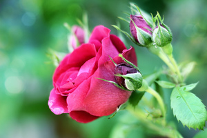 Image-preview_300x200
